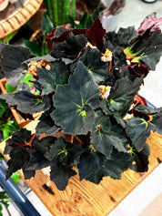 Begonia 'Black Fang'