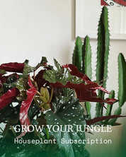 Grow Your Jungle