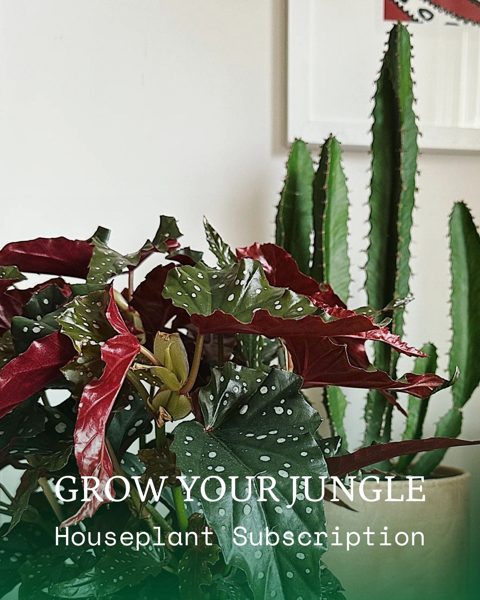 Houseplant Subscriptions