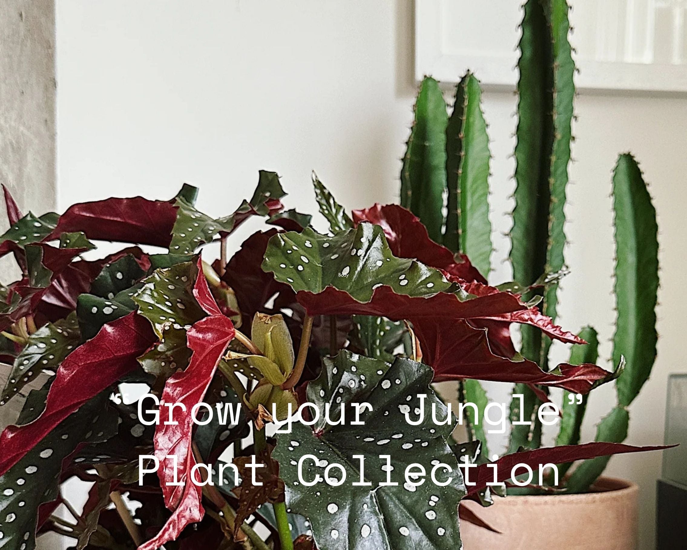 Grow Your Jungle Plant Collection