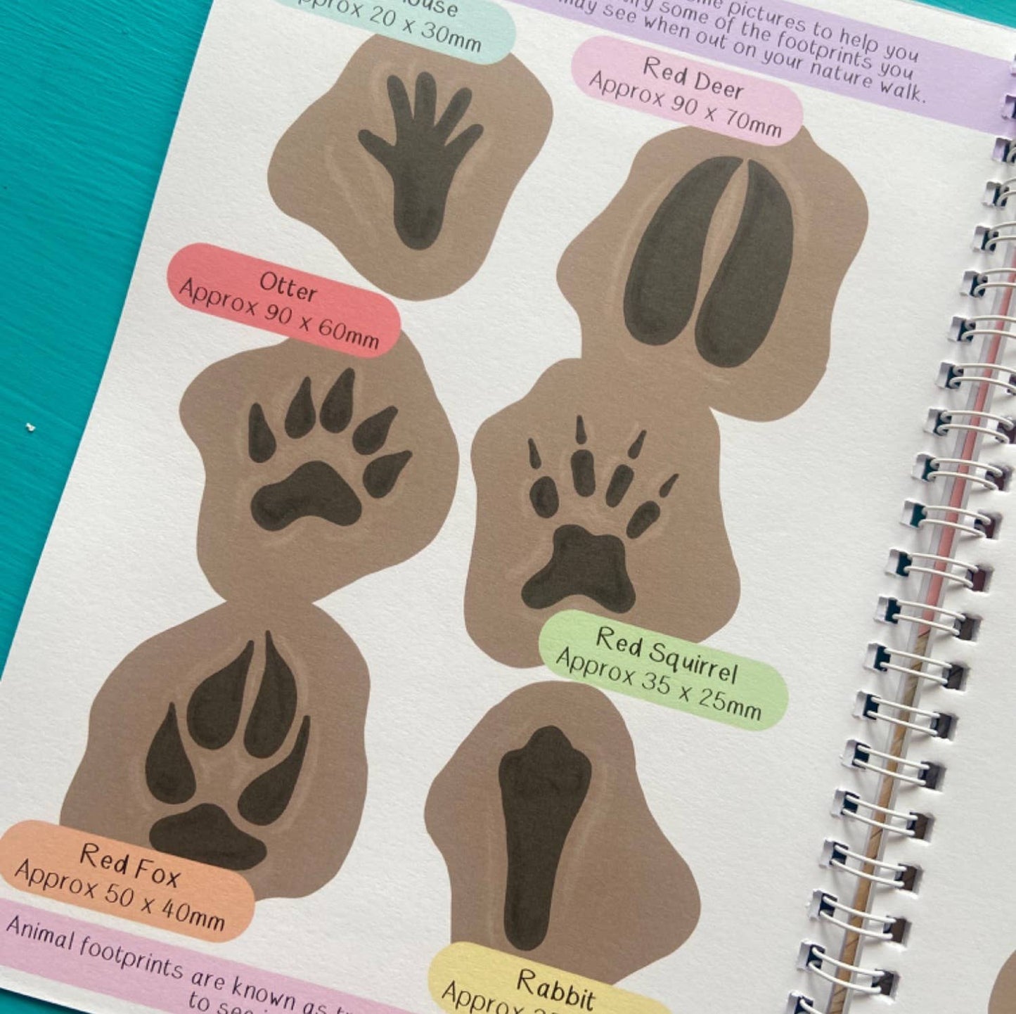 Amazing British Nature Walk Activity Book and Nature Journal