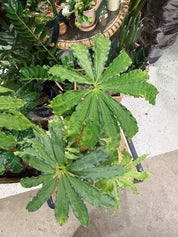 Anthurium Polyschistum