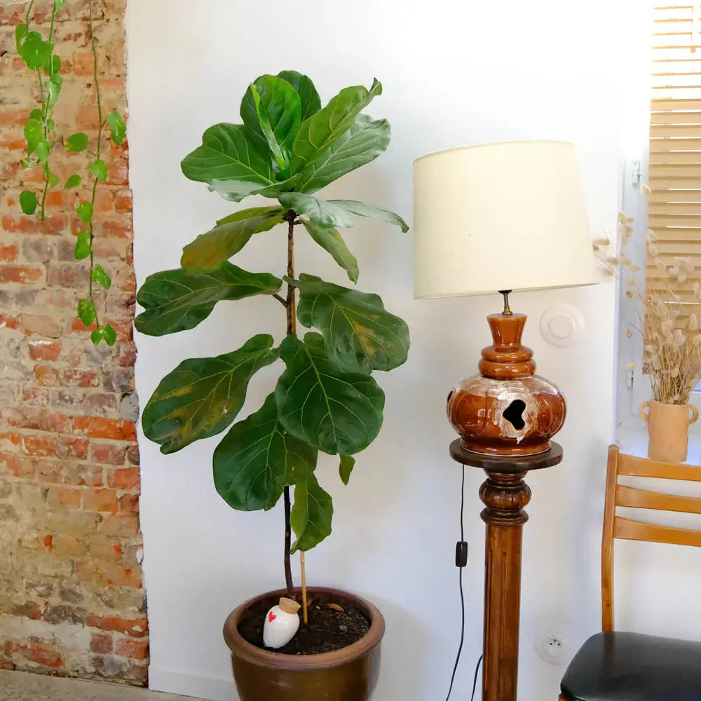 Olla Plant Waterer |  Heart