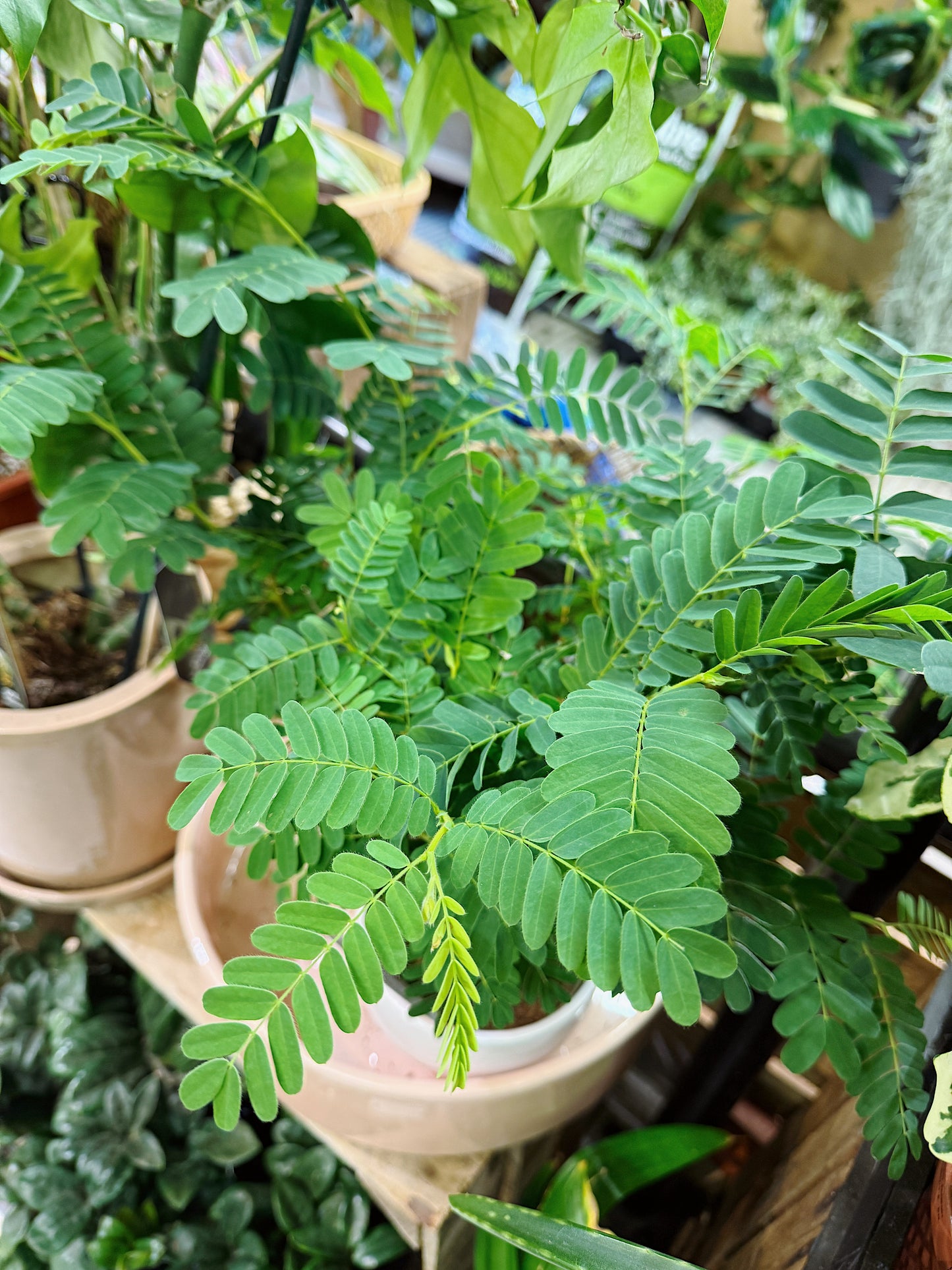Taramind | Tamarindus indica