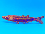 Fish "Any Fin is Possible" Bookmark