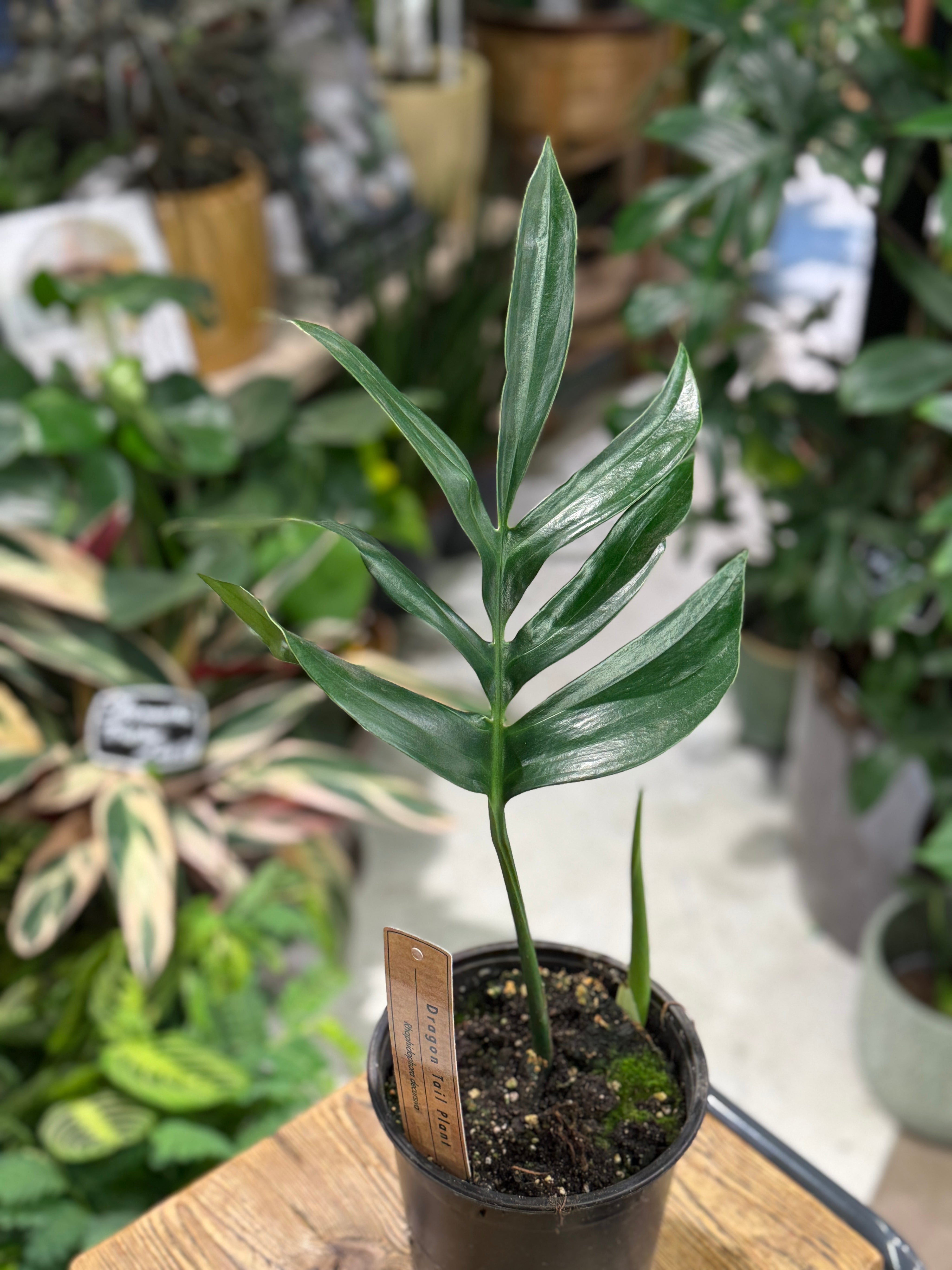 Rhaphidophora decursiva | Creeping Philodendron