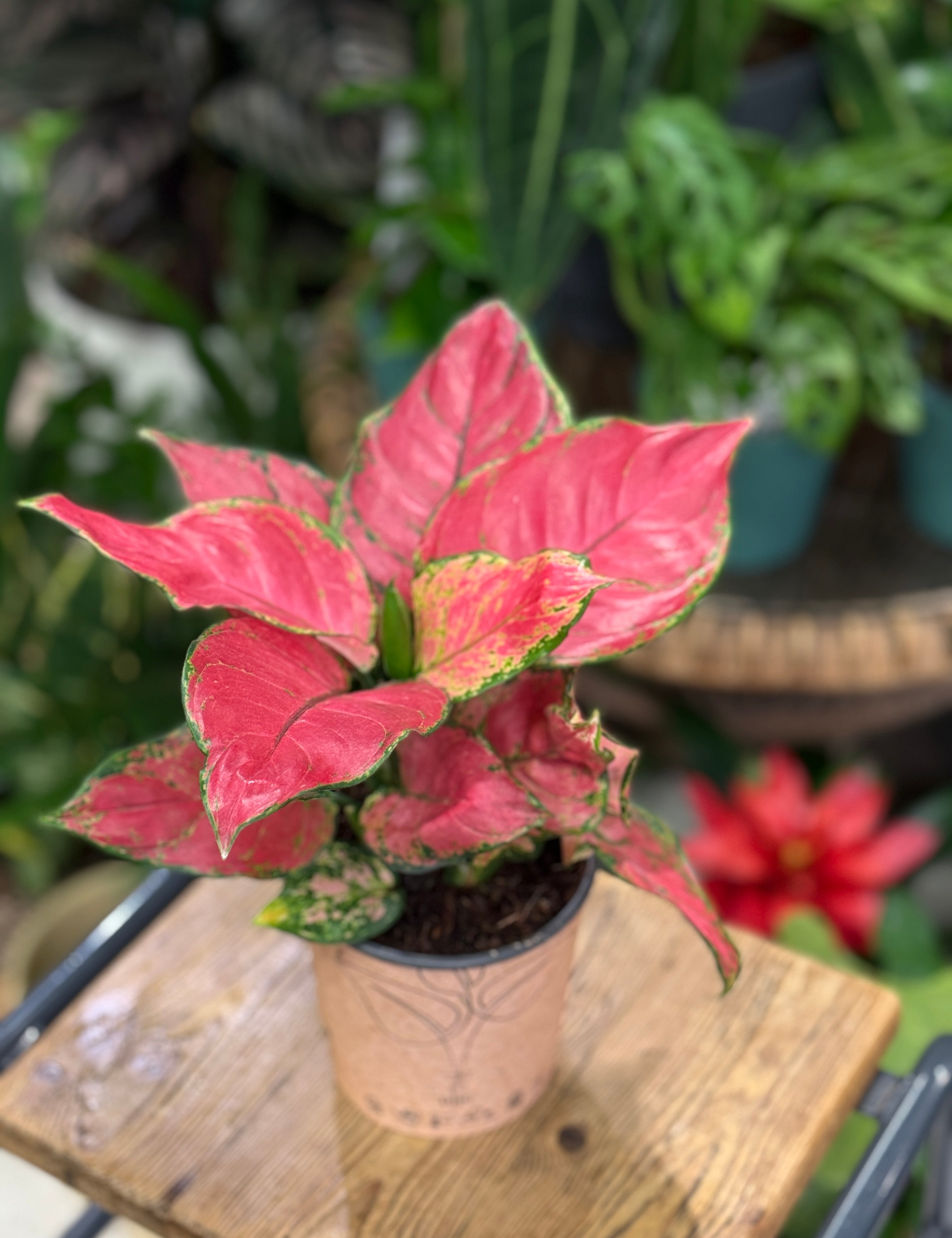 Aglaonema 'Beauty Red' or Chinese Evergreen in plastic pot 