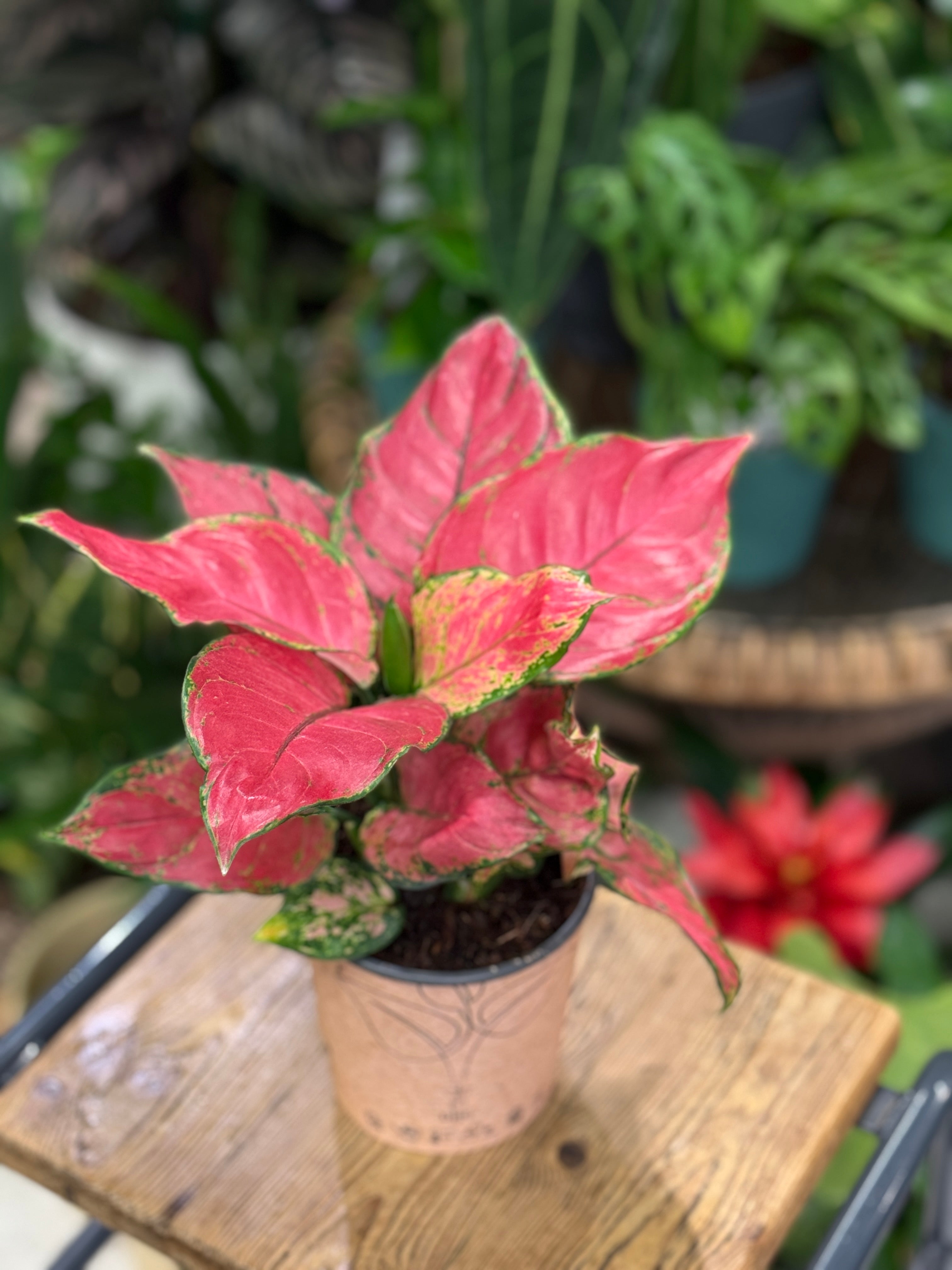Chinese Evergreen | Aglaonema 'Beauty Red'