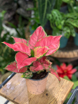 Aglaonema 'Beauty Red' | Chinese Evergreen