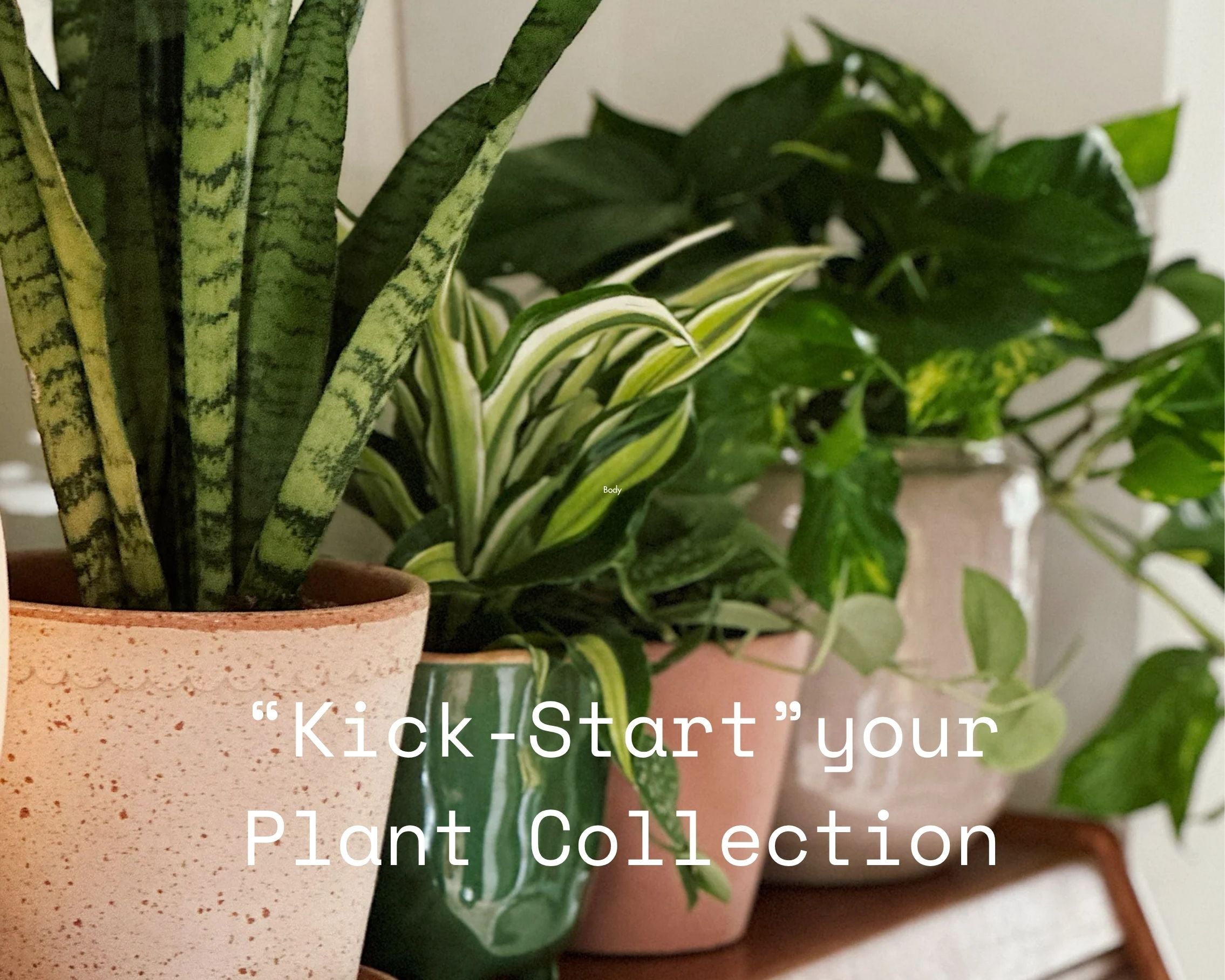 Kick-Start Your Plant Collection