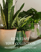 Kick-Start Your Plant Collection