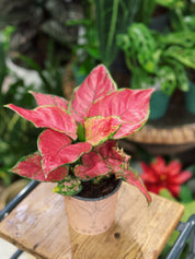 Chinese Evergreen | Aglaonema 'Beauty Red'