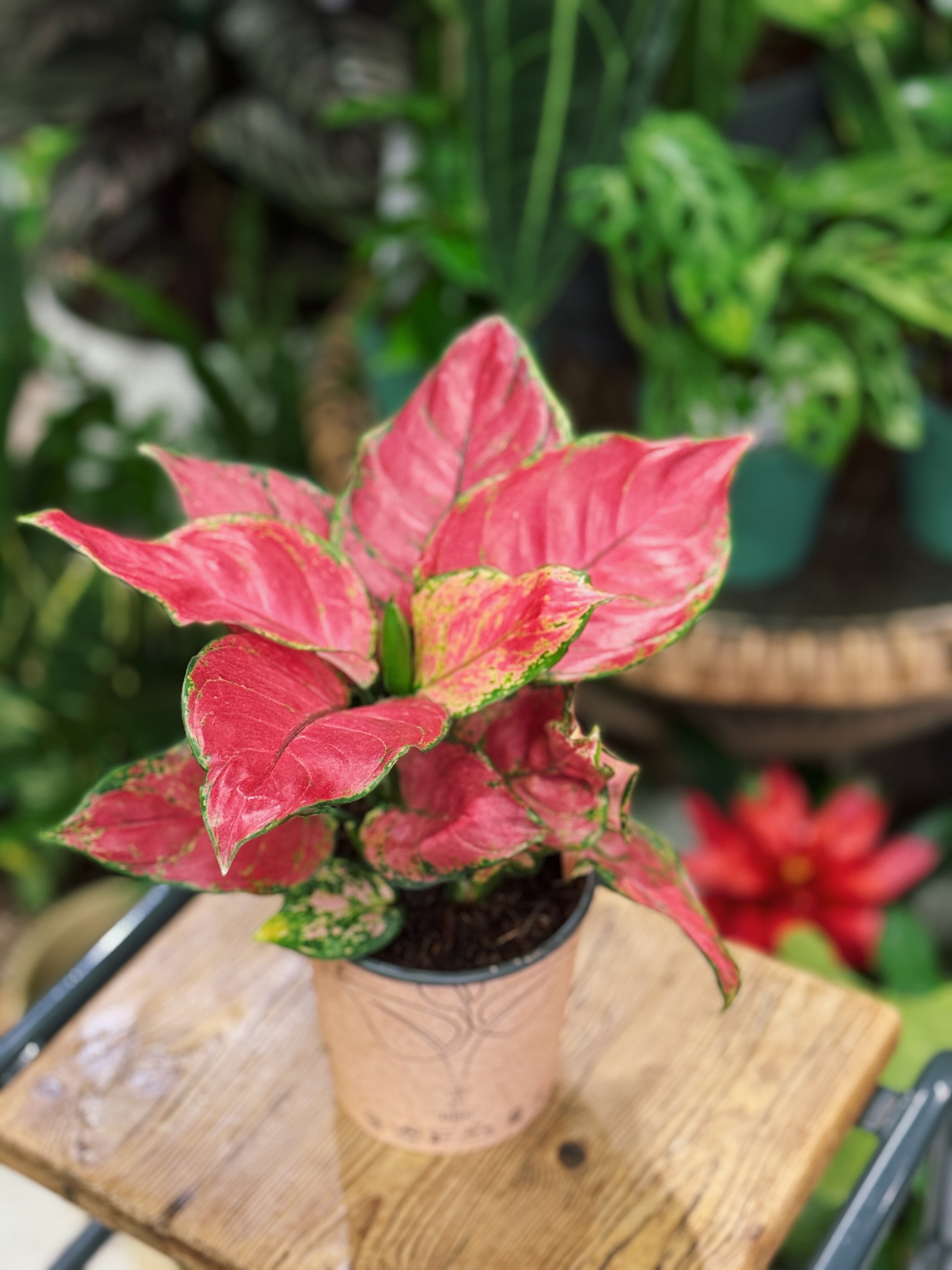 Chinese Evergreen | Aglaonema 'Beauty Red'