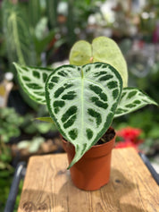 Anthurium Silver Blush