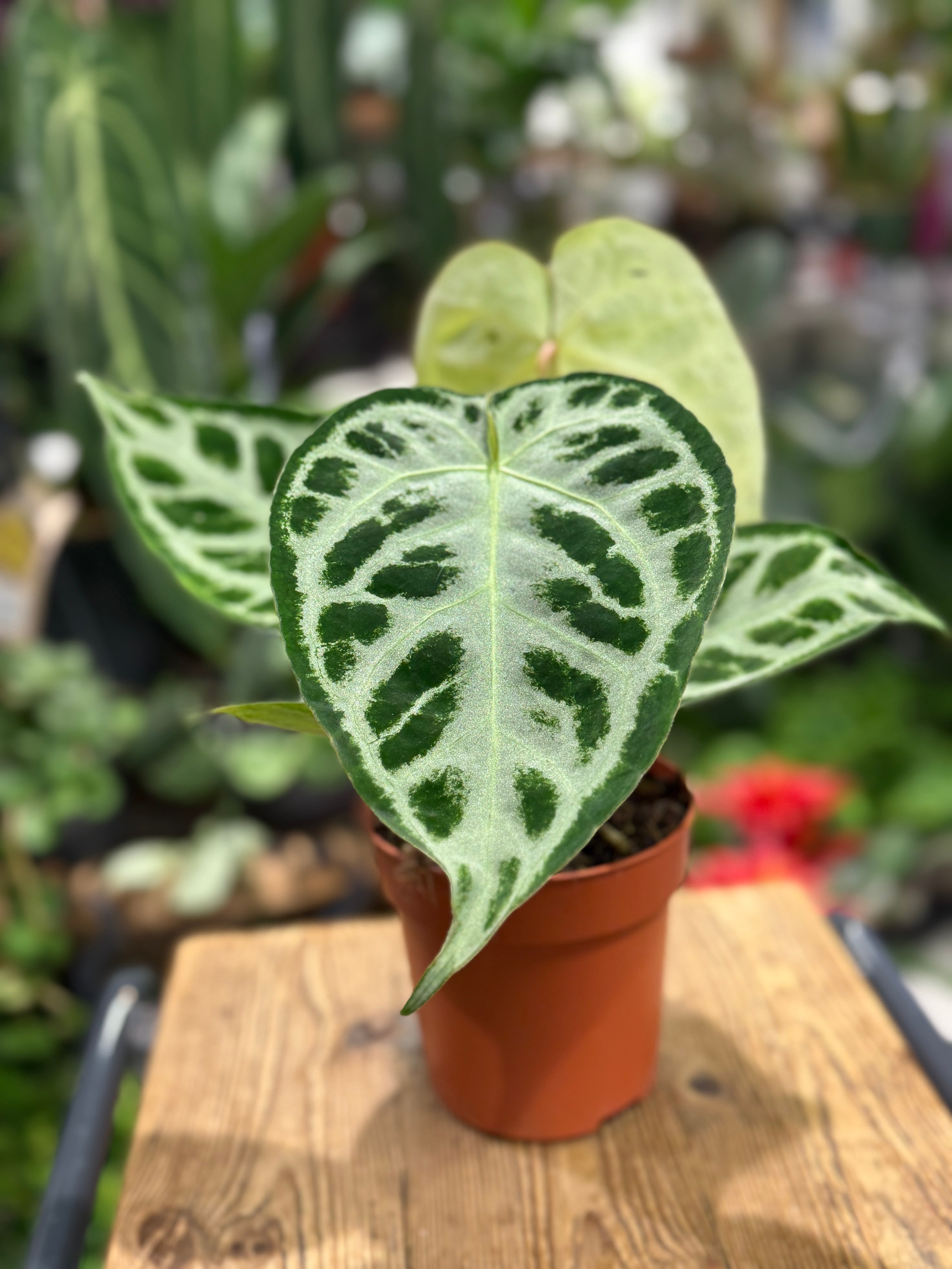 Anthurium Silver Blush