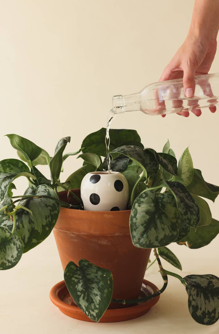 Pepin black dot olla plant waterer, further view