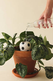 Pepin black dot olla plant waterer, further view