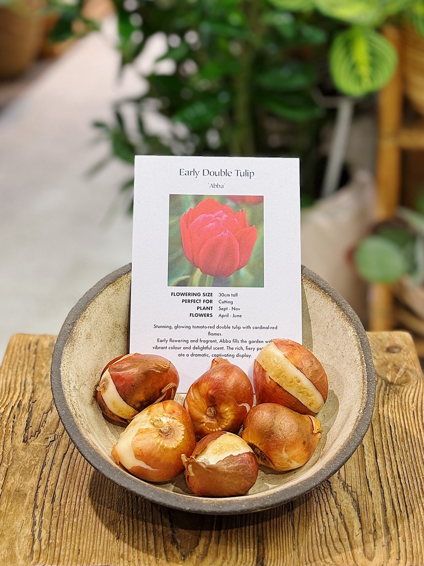 Tulip Bulbs | 'Abba'