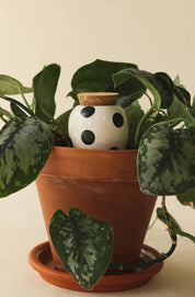 Pepin black dot olla plant waterer, further view