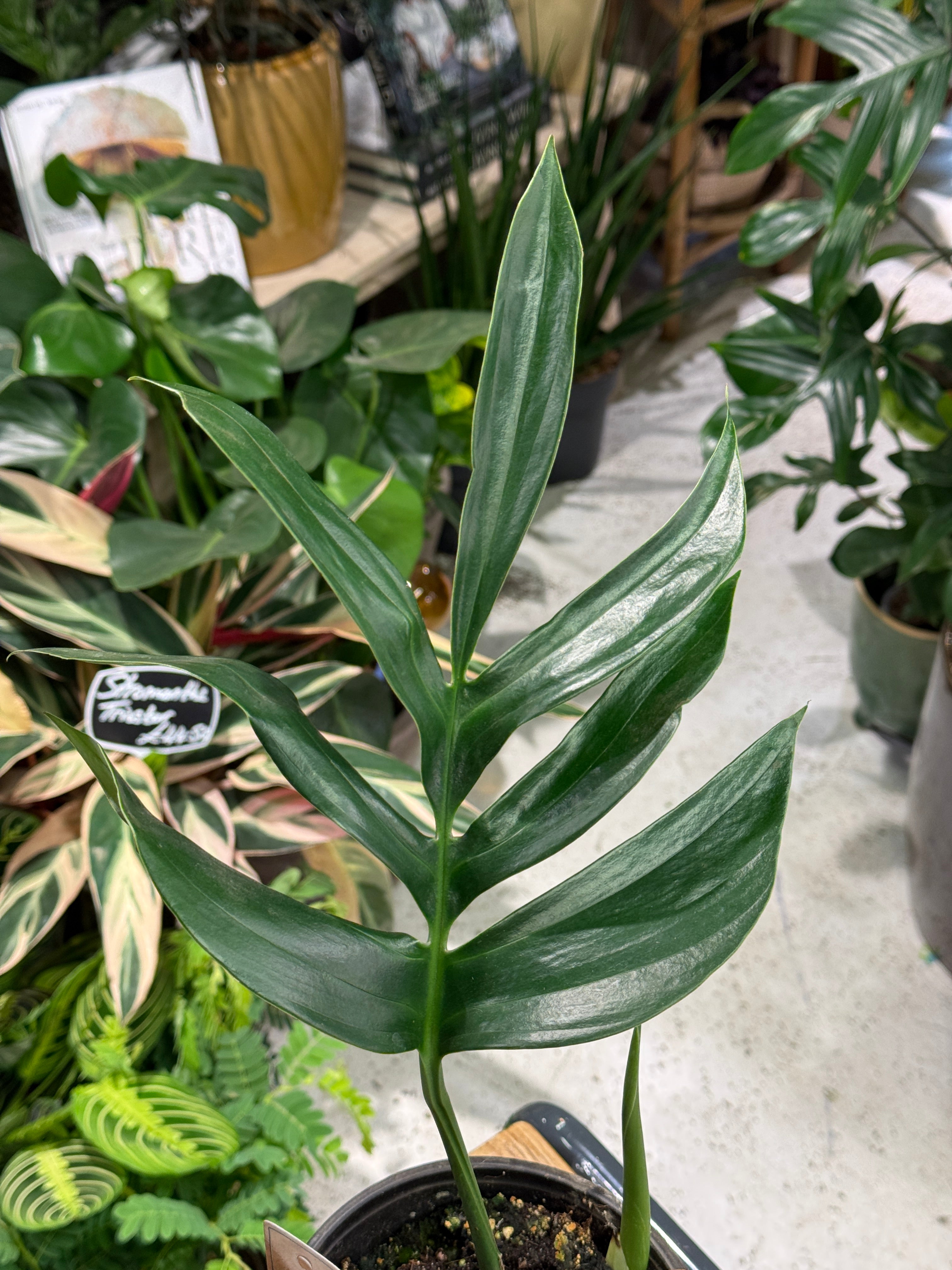 Rhaphidophora decursiva | Creeping Philodendron
