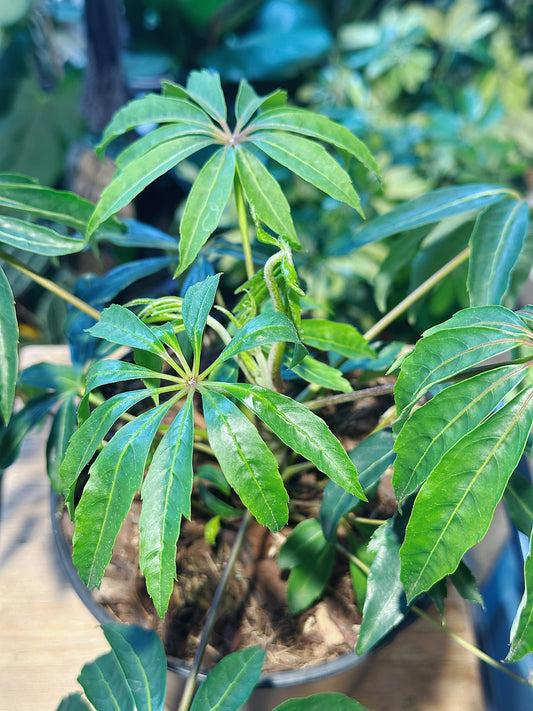 Schefflera Taiwaniana | Taiwan Umbrella Plant
