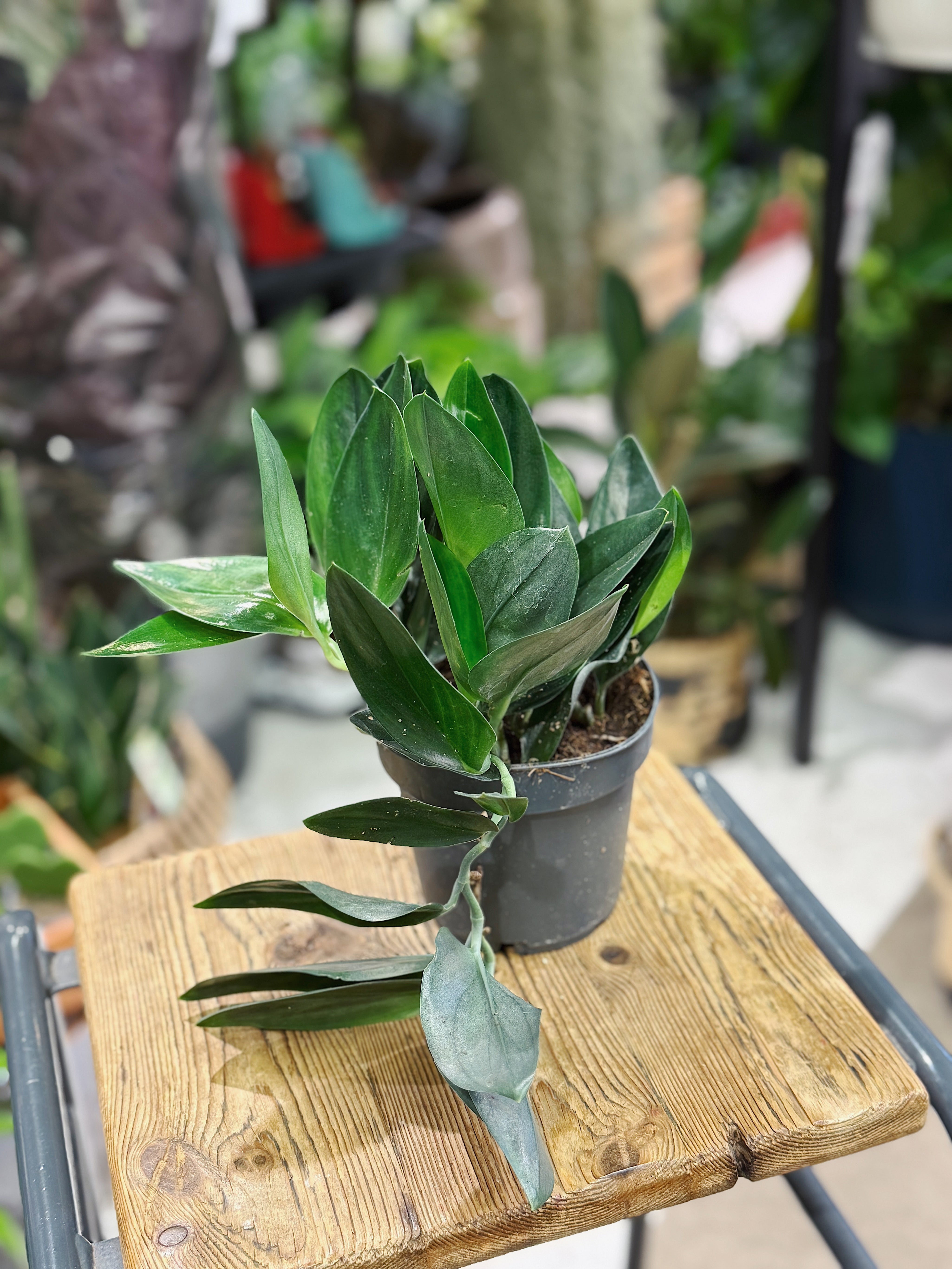 Scindapsus Treubii 'Dark' Form