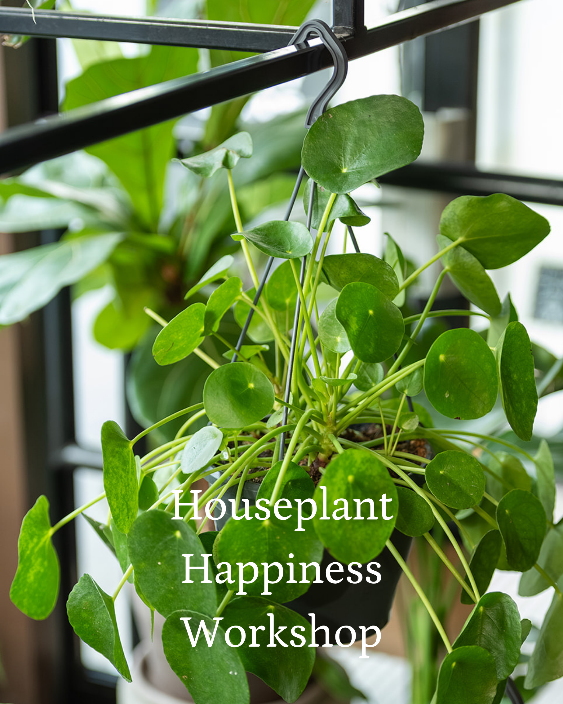 Houseplant Happiness Workshop | Thursday 19th February 2026