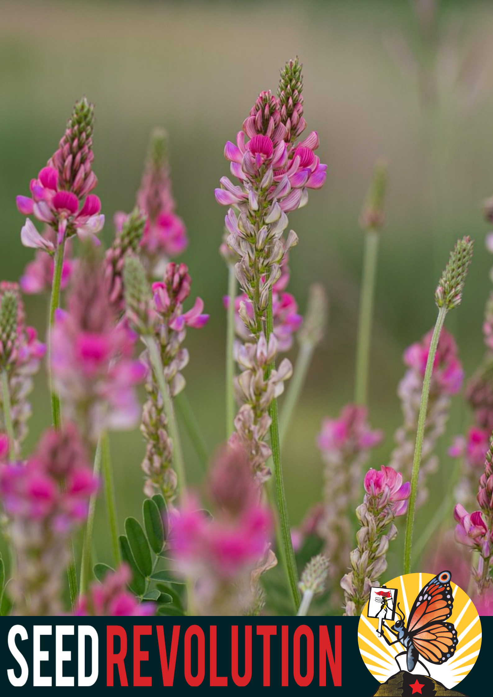 Sainfoin Wildflower Seeds – Pollinator Meadow Legume