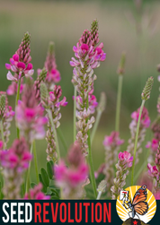 Sainfoin Wildflower Seeds – Pollinator Meadow Legume