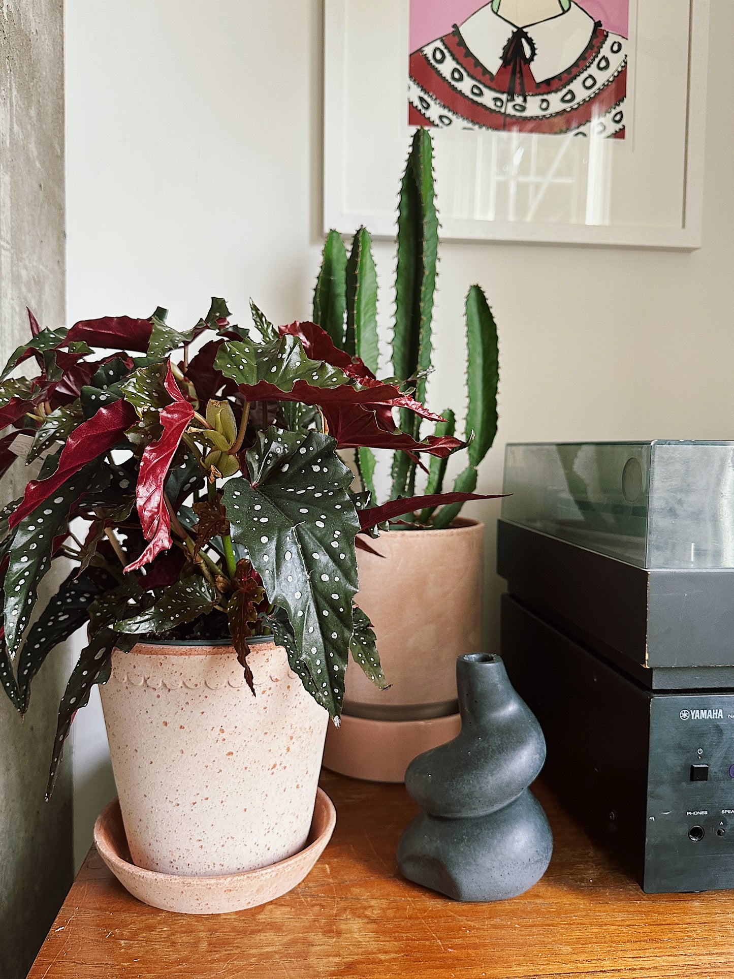 Grow Your Jungle Houseplant Subscription