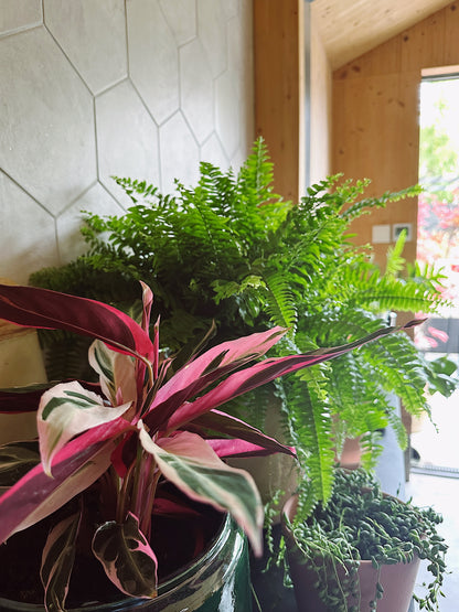 Pet Friendly Houseplant Subscription