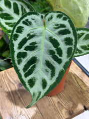 Anthurium Silver Blush