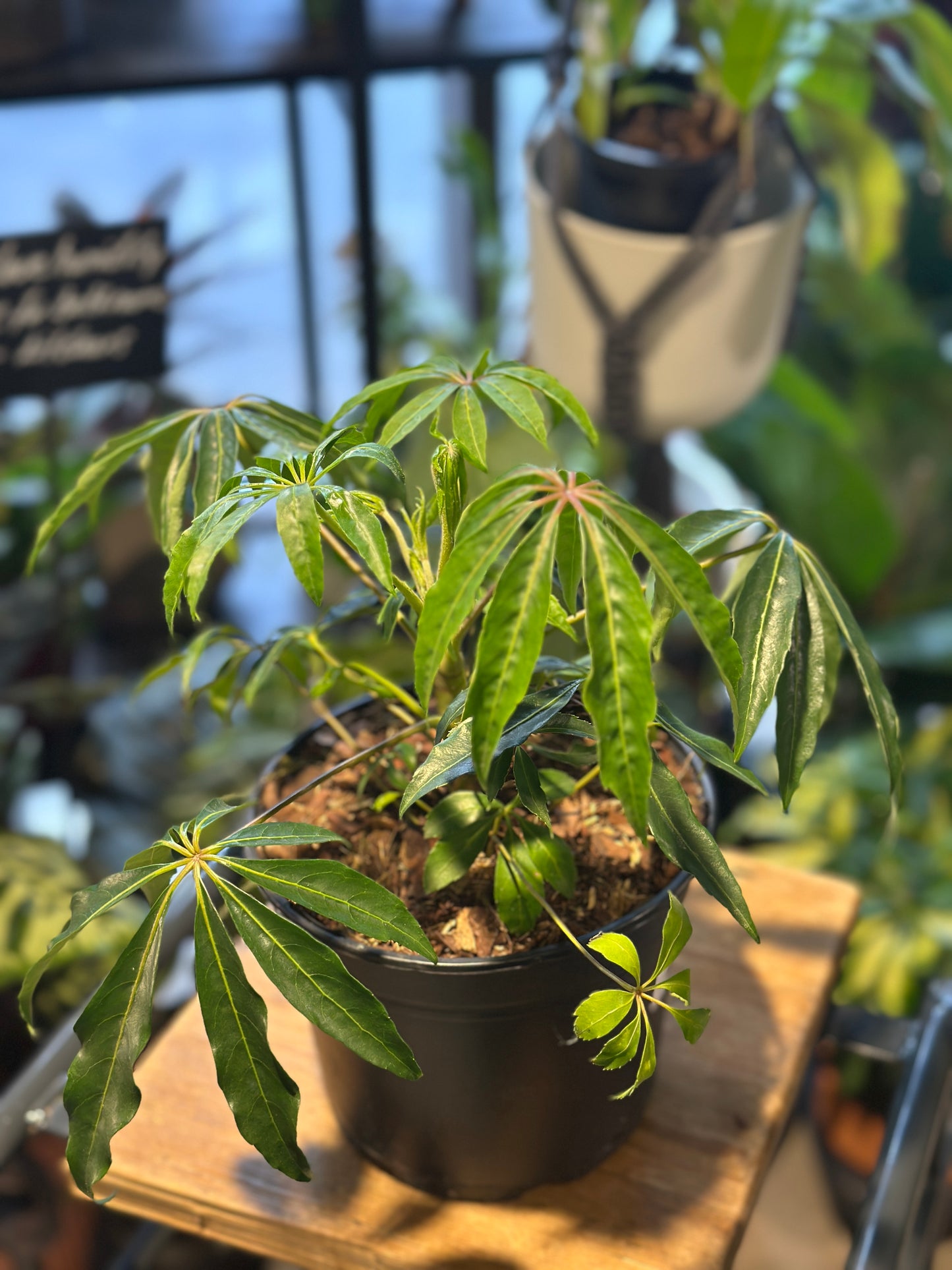 Schefflera Taiwaniana | Taiwan Umbrella Plant