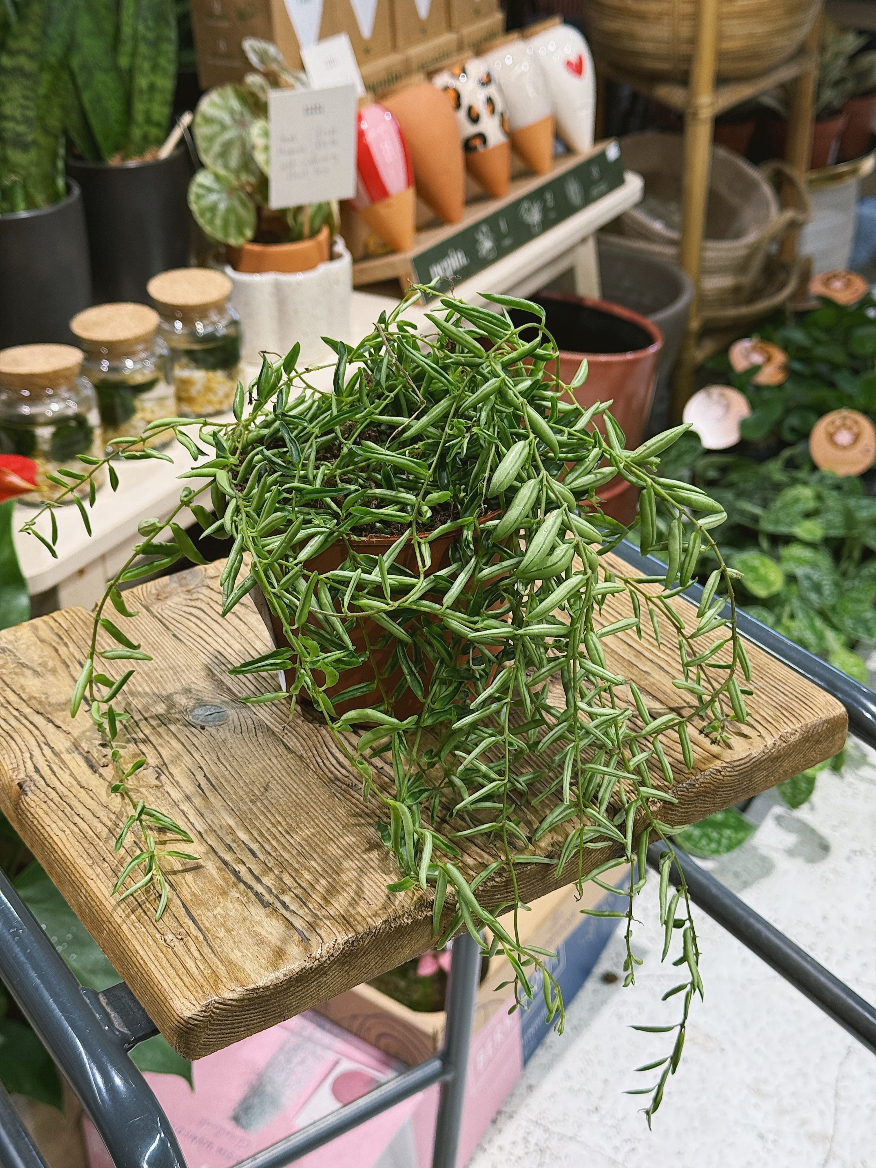 Lipstick Plant | Aeschynanthus 'Green Star', glossy trailing foliage and tubular flowers