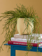 Up-Pot Plant Pot | Yellow