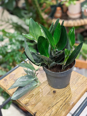 Scindapsus Treubii 'Dark' Form