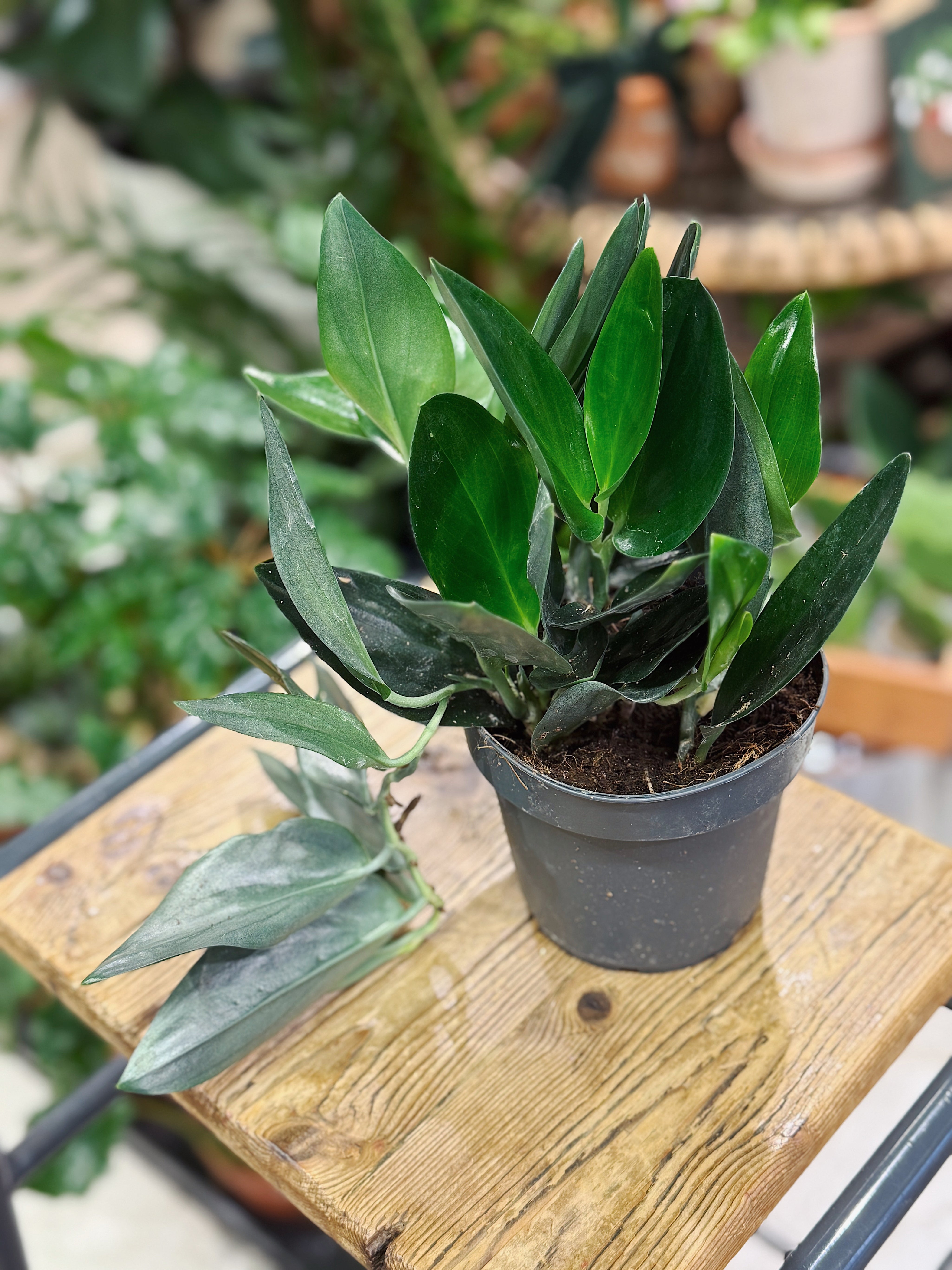 Scindapsus Treubii 'Dark' Form