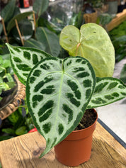 Anthurium Silver Blush