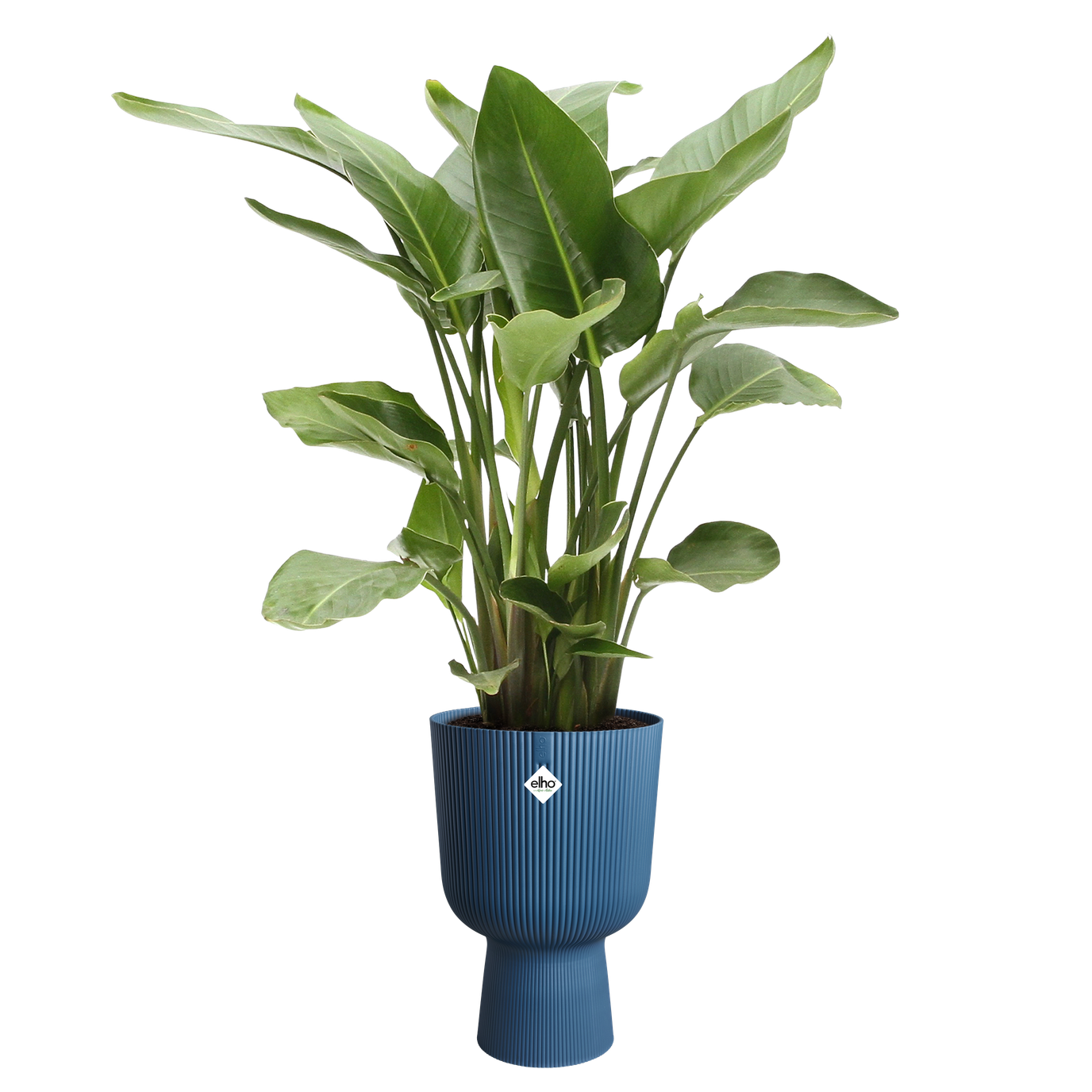Vibes Coupe Fold Plant Pot | White / Deep Blue | Ø14cm, Ø30cm