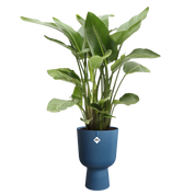 Vibes Coupe Fold Plant Pot | White / Deep Blue | Ø14cm, Ø30cm
