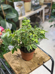 Ficus benj. 'Kinky'