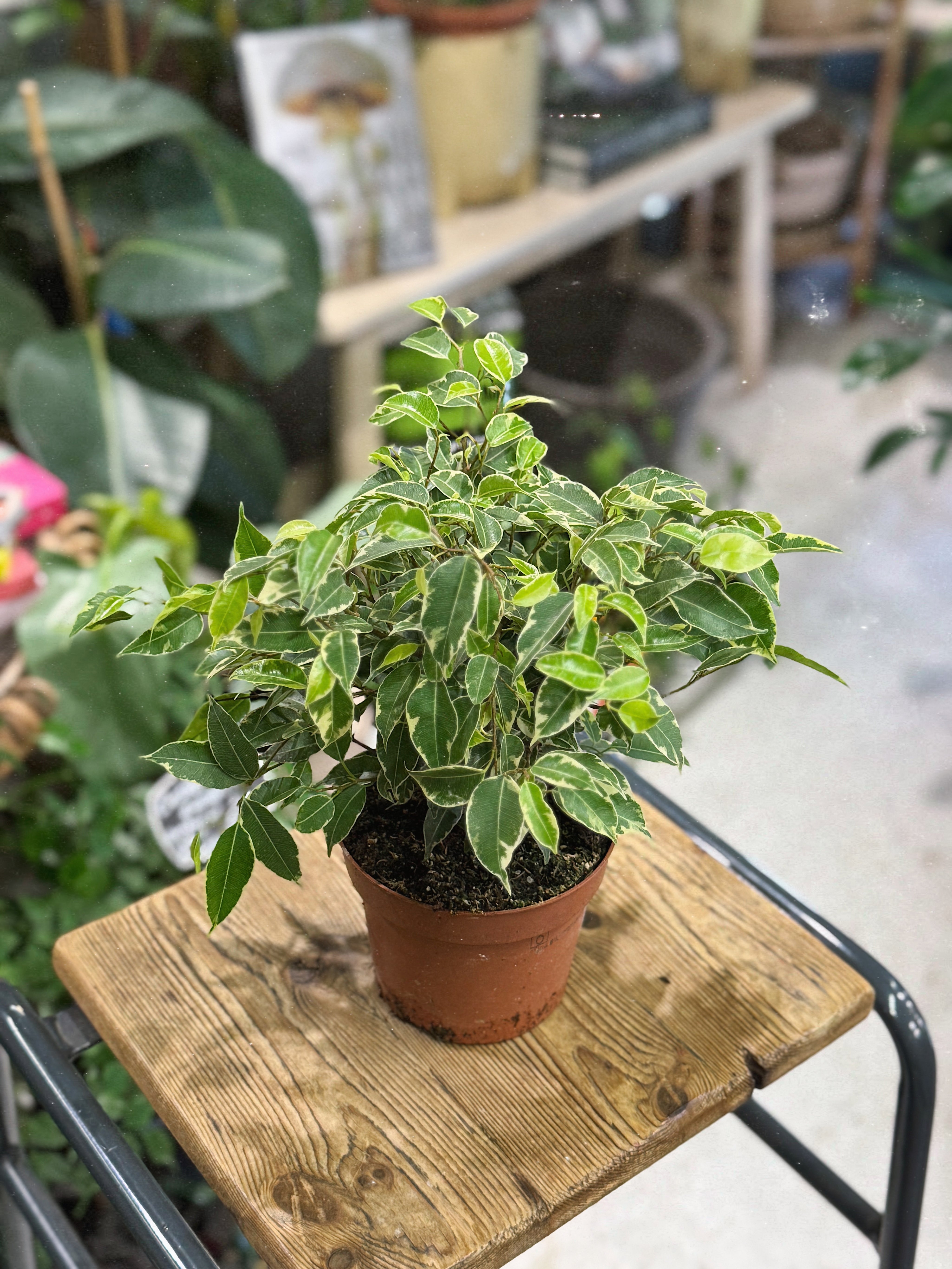 Ficus benj. 'Kinky'