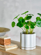 Argyle Flowerpot with Saucer | Grey Stoneware