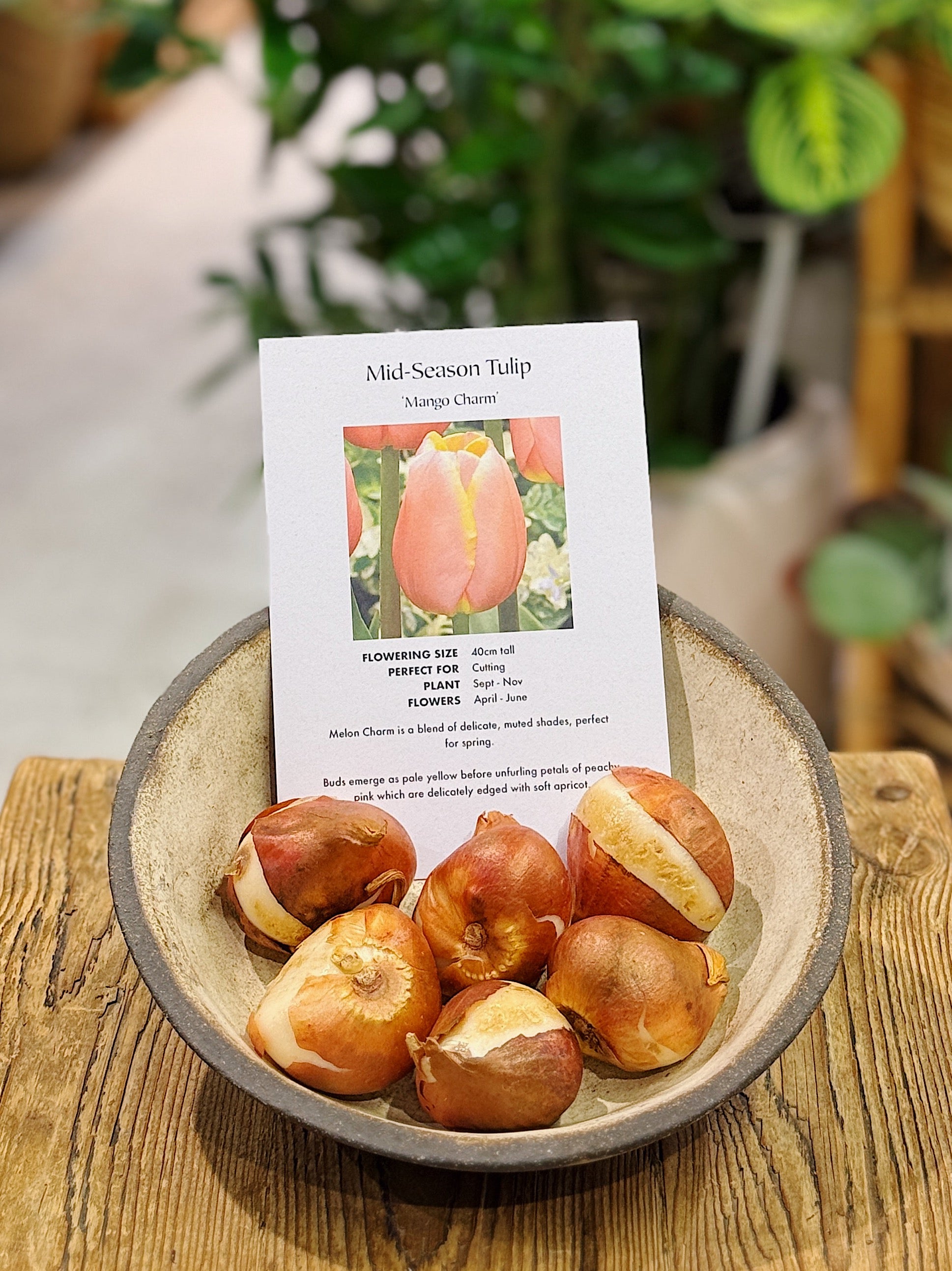 Tulip Bulbs | Mid Season Mango Charm