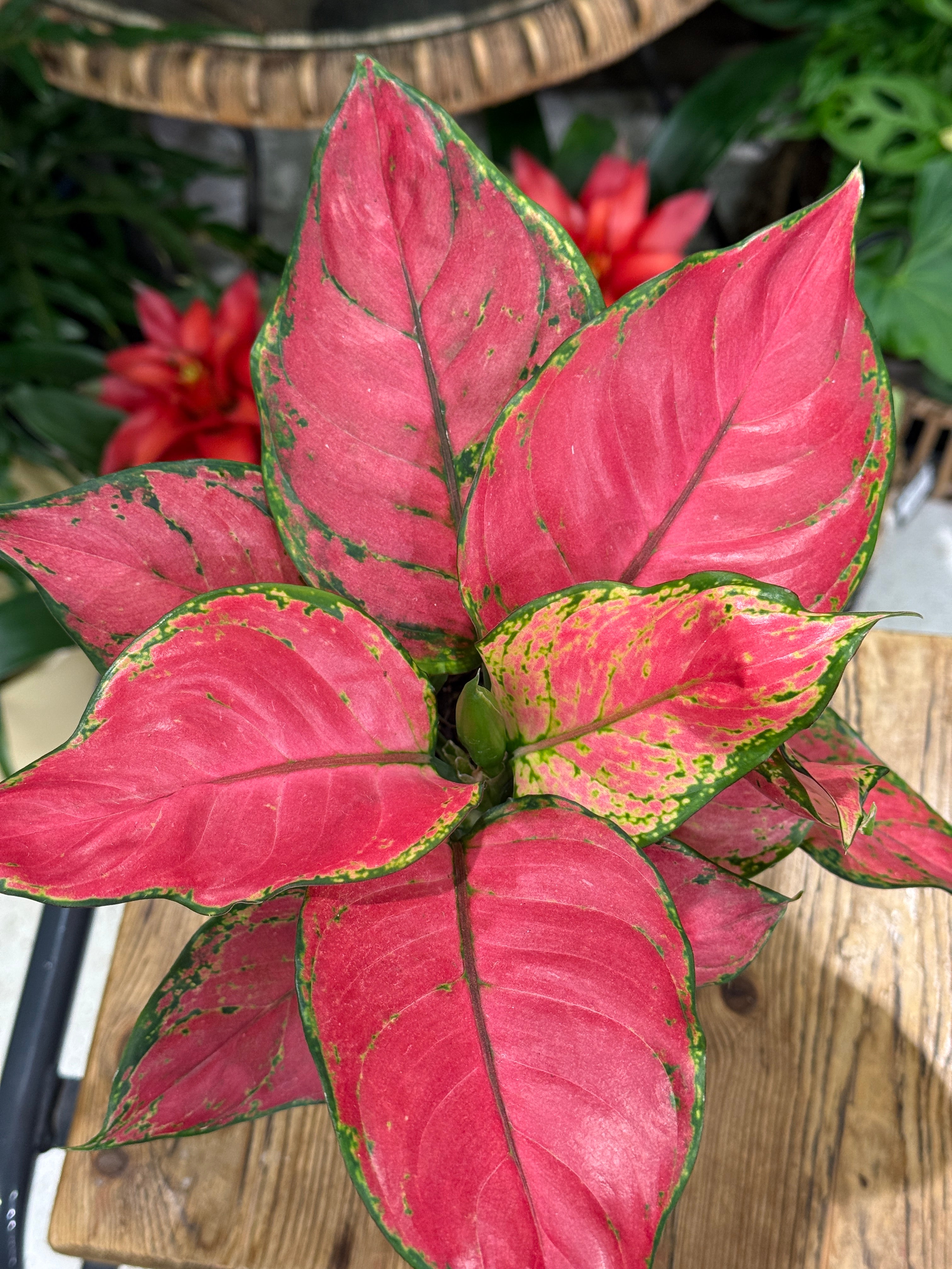 Chinese Evergreen | Aglaonema 'Beauty Red'