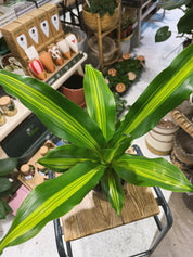 Corn Plant | Dracaena fragrans 'Burley', upright architectural foliage