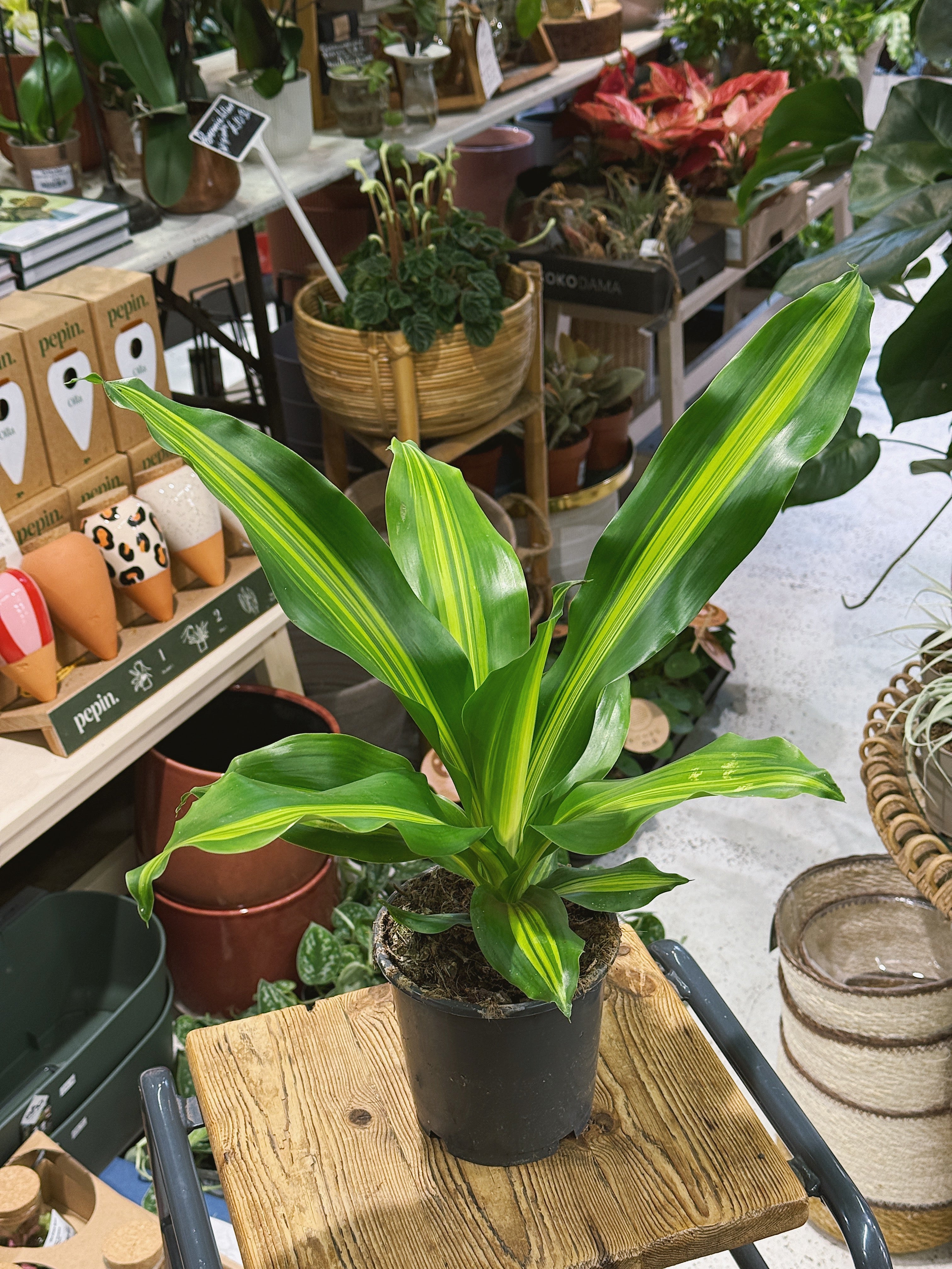 Corn Plant | Dracaena fragrans 'Burley', upright architectural foliage