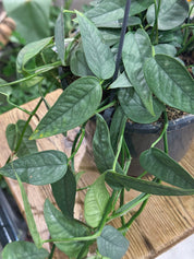 Epipremnum pinnatum 'Cebu Blue'