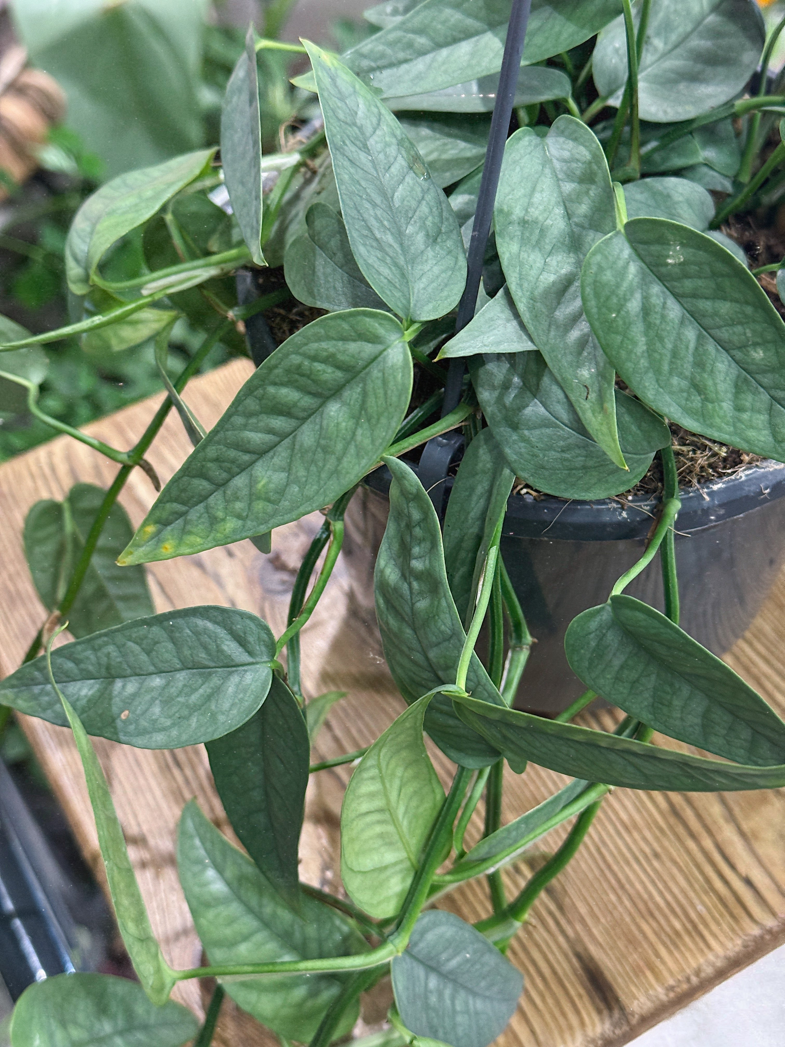 Epipremnum pinnatum 'Cebu Blue'