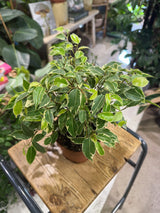 Ficus benj. 'Kinky'